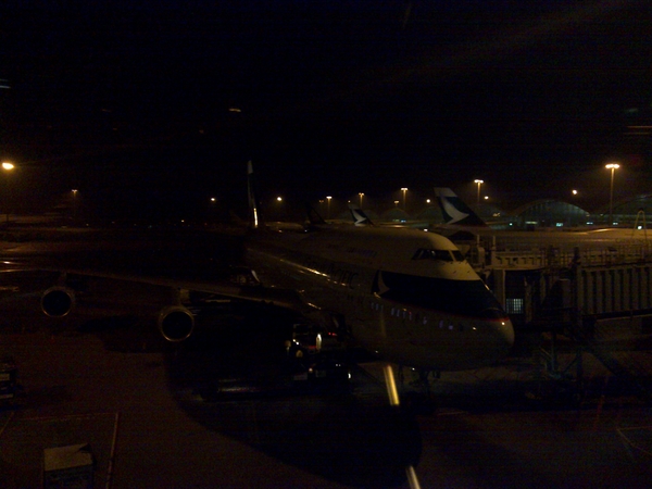 The bird which will bring me home