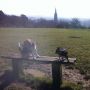 Such a beautiful day to walk @MarnieTheBeagle & @DollyTheChi. ❤ #RedhillCommon so much. St. John's is stunning in mist
