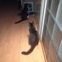 OMG! #Oscar en #Muiz in de rij voor kattenbak. Met gepaste afstand ivm privacy...