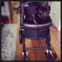 We bought an awesome new pug car ;-) #pug #pugs #puglife #puglove #pugstagram #petstagram #pugsofinstagram #blackpug #jj #dog #dogstagram #picoftheday #cute #photooftheday #instamood #instagood #ilove