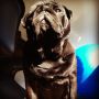 Posing like a boss #pug #pugs #puglife #puglove #pugstagram #petstagram #pugsofinstagram #blackpug #jj #dog #dogstagram #picoftheday #cute #photooftheday #instamood #instagood #ilovemydog #dogsofinsta