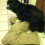 Gets me every time he drags his dog bed into the kitchen to hang out a little closer. 