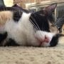 Mooooooommmm! She's taking my picture & I'm trying to sleep!  @MrsWfan