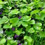 Violets & Forget-me-nots cradling fallen pear petals #pureshot #tripleexposure #mobilehdr