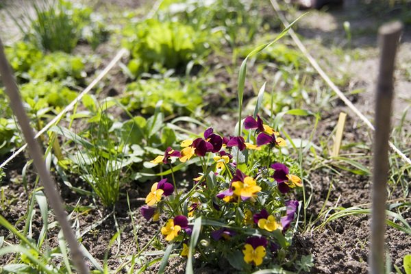 Viooltje