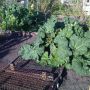 Rhubarb: reliable as ever.