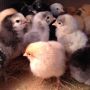 We picked up some chicks on our date last night: