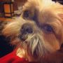 Million Dollar Idea: Doggy Mustache Wax. 