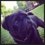 Ready to rumble #pug #pugs #puglife #puglove #pugstagram #petstagram #pugsofinstagram #blackpug #jj #dog #dogstagram #picoftheday #cute #photooftheday #instamood #instagood #ilovemydog #dogsofinstagra