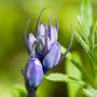 Bluebells in the garden. 18.5.13