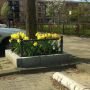 En ik wacht in goed gezelschap. #Narcissus #wachtenindeauto 