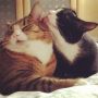 Remember and wash behind the ears... #cats #furryfriends