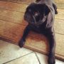 Fridge fascination #pug #pugs #puglife #puglove #pugstagram #petstagram #pugsofinstagram #blackpug #jj #dog #dogstagram #picoftheday #cute #photooftheday #instamood #instagood #ilovemydog #dogsofinsta