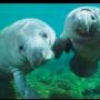 You wanna hear my tale of woe? Had too much wine at a party and deleted the entire season >.< oh the huge manatees!