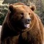 @3isaac @aN_aoyama así como dices...QUE OSO! 