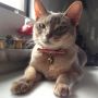 ぬんっ！ #cat #猫部 