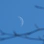 Daytime crescent moon and branches #moonwatch #wonders @newburyastro