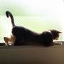 狭いのに好きな場所＿(　_´ω`)_ #cat #猫部 