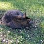 Hi, Mickey. Lucy #kitteh taught me to nap. lol @MickeyWondrland @Imamadhatter @Mad_Hatter_Tea @rabbits_hat