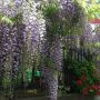 藤の花が綺麗に咲いていました。
こちらはご近所様の丹精の成果。さすが。