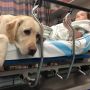 If your kid is 5 yrs or older and has a disability... GET A Skilled Companion thru @ccicanine it'll change your life