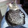 #diesel is overloper. Zij is niet mijn btich! 