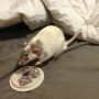 @The_Black_Arrow Russell is doing very well!  They couldn't save the tail, had to amputate but he seems happy :)
