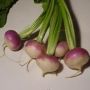TURNIP!!  RT @billcollectorMH #truth http://instagram.com/p/Xe_HVvIXy_/
