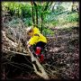 Fletcher of the Day: Tree climber