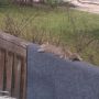 @ComeFlyyyyWitMe 
chilln on my porch, like the playur she is S/O "lil fur butt shawty" #ChillYo LOL!
 