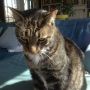 Felis domesticus in pensive mood. #cats