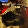 Current view (includes cat status). @elizarde is playing Fallout New Vegas. I'm alternating btwn reading & tweeting.