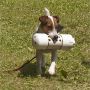 @FurKidMom yes they are in tubes that the dogs cant get to them... only smell them...