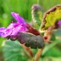Gill-over-ground (Ground Ivy, Glechoma hederacea) carpeting my lawn in purple patches #pureshot #olloclip #snapseed