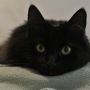 @AmayGougeon Ma chatte s'appelle Juliette :-))) #prénomquetuaimes