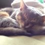 ふにゃ～っと熟睡Ｏｏ。_(-ω-_　)_ #cat #猫部 