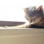 ねんねこ_(⌒(_-ω-)_zzz #cat #猫部 