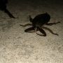 OMG: monster beetle tried to eat me on way to work. Keys for scale.