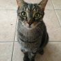 Tyger is staring at me. He wants food. #Cute #Pets #Cats ♥