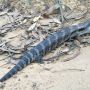 Big lizard