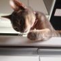 何か企んでる₍˄ุ.͡˳̫.˄ุ₎ #cat #猫部 