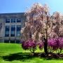 Flowering tree and shrubs at the Science Complex, College of the Holy Cross, Worcester MA. #trees #flowers #academia