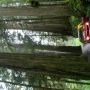 driving through the Red Woods