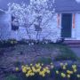 House, stone, Daffodils, and White Tree of Gondor, Petersham MA. #gardens #trees #newengland #LOTR