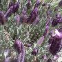 My Lavendar is in full bloom! The bees are loving it and my Rosemary. #garden