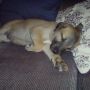 @Fifipotamus Devin as a puppy :-)