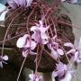 Gekocht tijdens 'Vol van de Bol': Cyclamen als droogbloeier ...