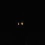 OLV toren #033 tijdens #EarthHour 