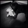 Amma say ammesah ammemapusan..huh?! #pug #pugs #puglife #puglove #pugstagram #petstagram #pugsofinstagram #blackpug #jj #dog #dogstagram #picoftheday #cute #photooftheday #instamood #instagood #ilovem