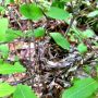 Last year's nest, Pierce Road, Harvard Forest. #nature #birds #ornithology #birding